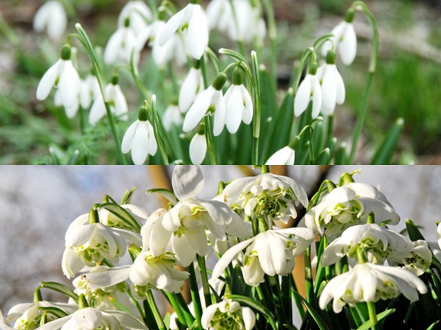 Galanthus (Snowdrop)